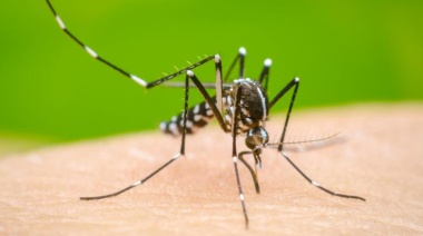 Brote de dengue en 26 municipios bonaerenses: “La curva viene en ascenso y no estamos en el pico de casos”