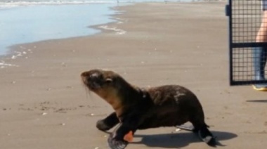 La Costa: un lobo marino vuelve al mar después de su rehabilitación
