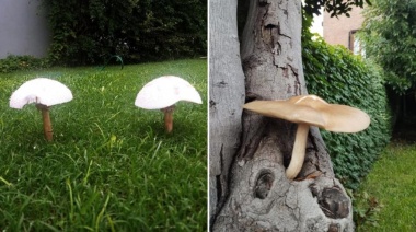 Proliferación de hongos por las lluvias: la UNLP advierte por posible toxicidad