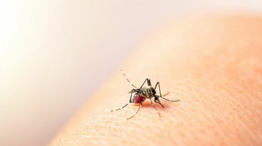 Dengue: cómo es la situación de brote en el conurbano y cuáles son los municipios con mayor cantidad de casos
