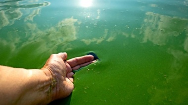 Nueva alerta por cianobacterias en lagunas y balnearios bonaerenses