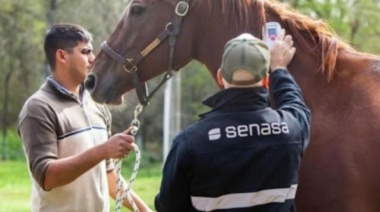 Encefalitis Equina: los municipios bonaerenses afectados llegan a 34