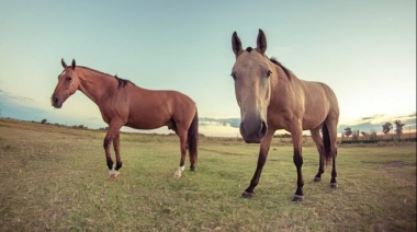 Confirman nueva muerte por encefalitis equina en la Provincia