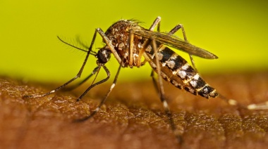 La Provincia confirmó brotes de Dengue en cinco municipios del conurbano