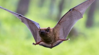 Patagones: por la aparición de un murciélago con rabia, refuerzan la vacunación a mascotas