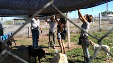 Chacabuco lanza un plan para dar hogar a 70 perros con beneficios impositivos