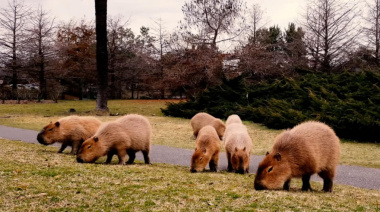 La Justicia frenó obras en Nordelta para proteger a los carpinchos y los humedales