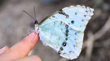 La Provincia declaró Monumento Natural a la mariposa Bandera Argentina