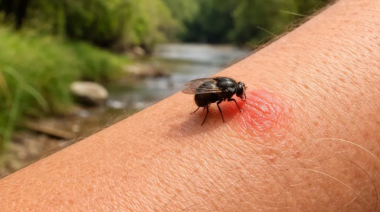 Alerta en Buenos Aires por la expansión del barigüí en áreas urbanas