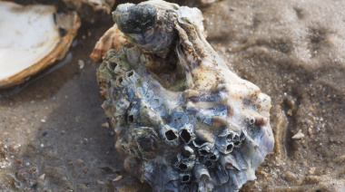 Control ambiental y valor agregado: la ostra del Pacífico abre un nuevo negocio en la costa bonaerense