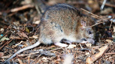 Hantavirus en la provincia: murió una nena de 10 años en General Belgrano