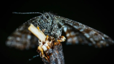 Preocupación sanitaria por polillas negras en Tigre y Escobar