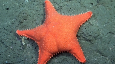 La “estrella culona” llega al Museo MAR de Mar del Plata