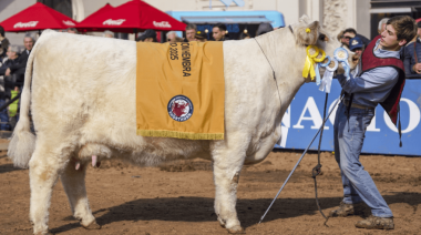 Una vaca de Trenque Lauquen fue coronada como la mejor Shorthorn del mundo