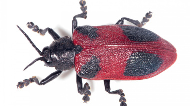 Emergencia fitosanitaria en la isla Martín García por el picudo rojo, “la plaga global más destructiva de las palmeras”