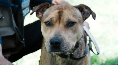 ¿Cómo y cuándo puedo castrar gratuitamente a mi mascota?