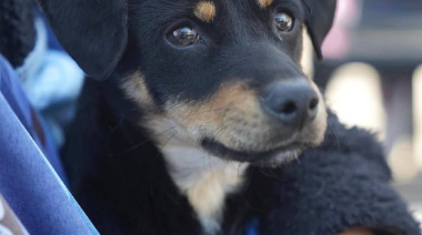 Organizan un "Encuentro por los Animales en Comunidad" con atención veterinaria gratuita en Banfield