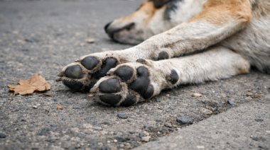 Bolívar: ofrecen $1.500.000 para esclarecer los envenenamientos de animales