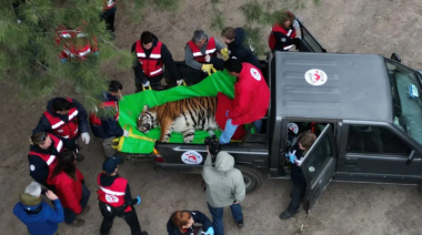 Treinta tigres y leones del ex zoológico de Luján comenzaron su reubicación en santuarios