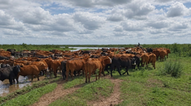 Crecida del Paraná: productores de San Nicolás, Ramallo y San Pedro evacúan ganado