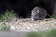 Alerta por hantavirus: confirman un brote y crecen los casos en la provincia de Buenos Aires
