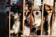La Costa refuerza la lucha contra el maltrato animal con una campaña clave