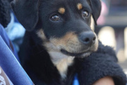 Organizan un "Encuentro por los Animales en Comunidad" con atención veterinaria gratuita en Banfield