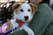 El HCD de Lomas aprobó el traslado gratuito de perros y gatos en colectivos hacia el Hospital de Animales