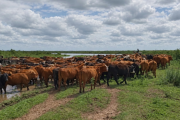 Crecida del Paraná: productores de San Nicolás, Ramallo y San Pedro evacúan ganado